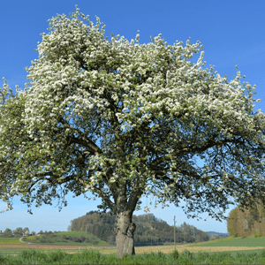 Jetzt Baumpatenschaft abschliessen