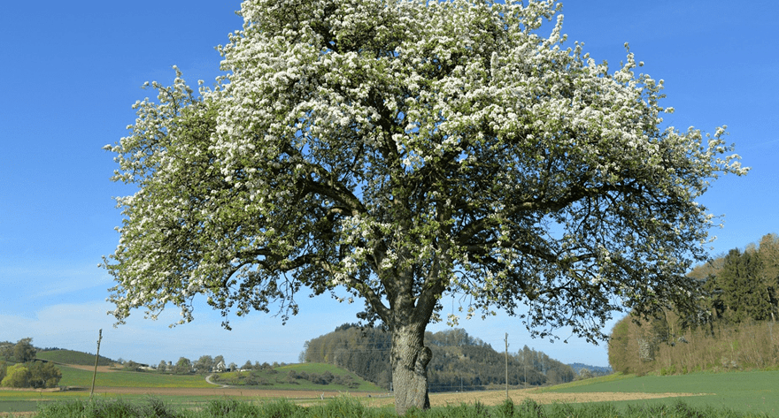 Ein alter einzelner Baum