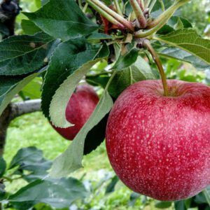Apfelbaum Rote Sternrenette