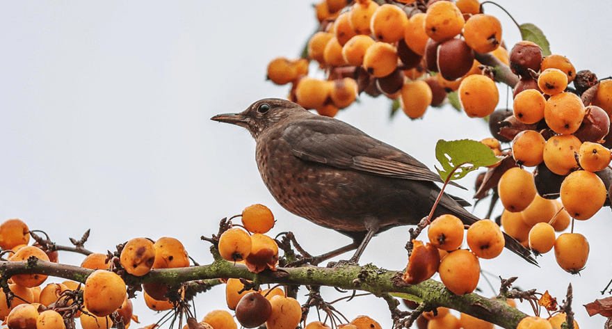 Vogel auf Baum mit Beeren