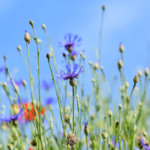 Wildwiese mit Gräsern