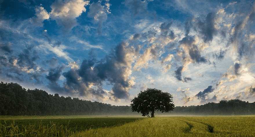 Wolken über Apfelbaum