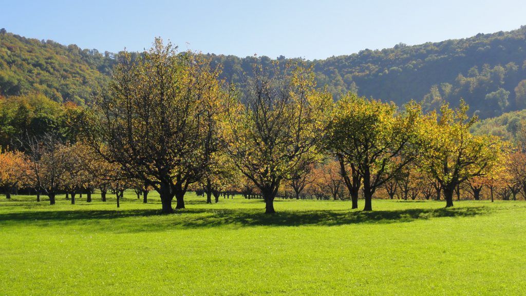 Baumpatenschaft kaufen – diese vier Punkte sprechen für Klimawiese