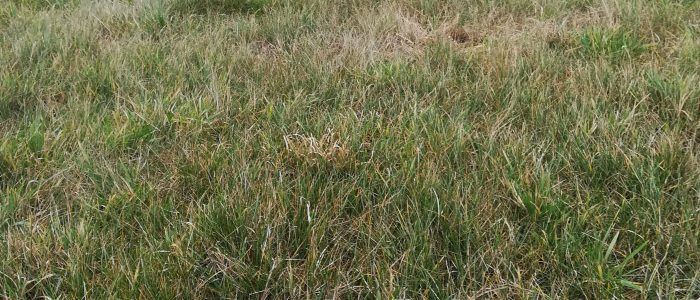 BaumPatenschaft Werde jetzt Baumpate bei Klimawiese.de