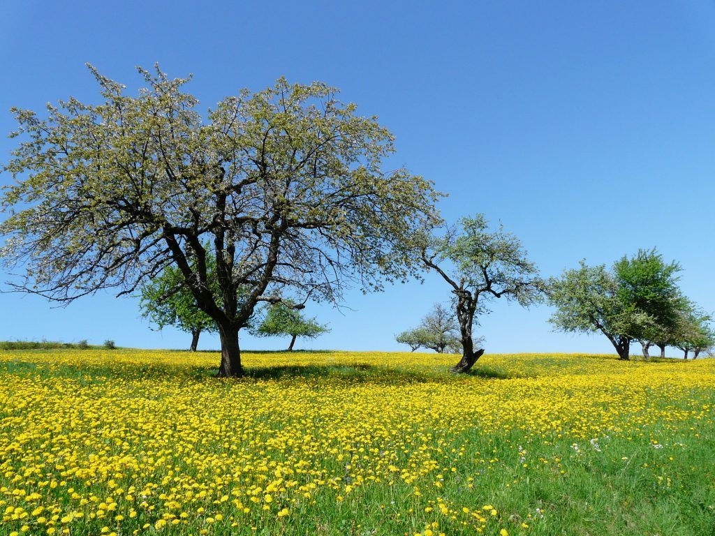 Streuobstwiese – Das Ziel von Klimawiese