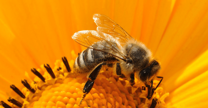 Bienen retten