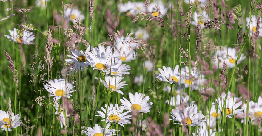 Schöner Garten