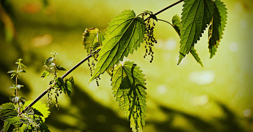 Brennessel Wildkräuter