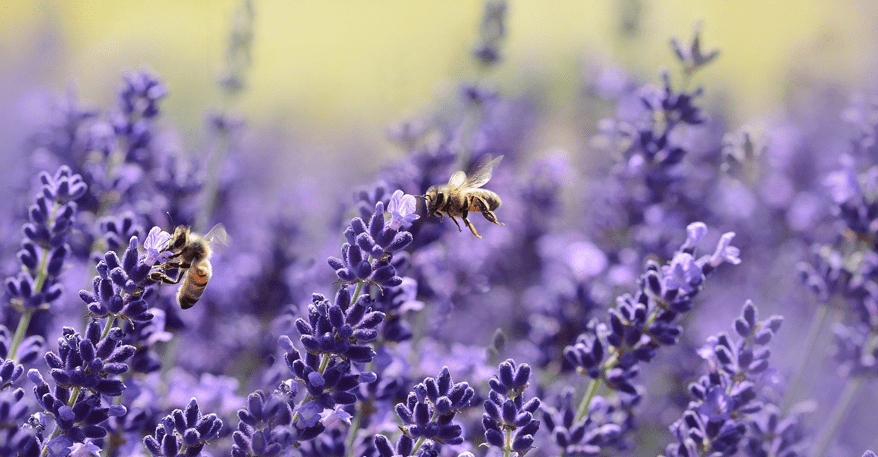 Wildkräuter Lavendel