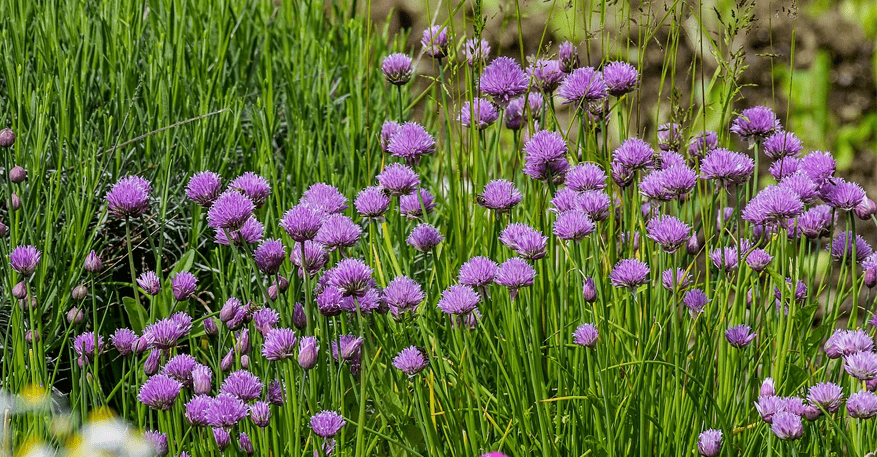 Wildkräuter Schnittlauch