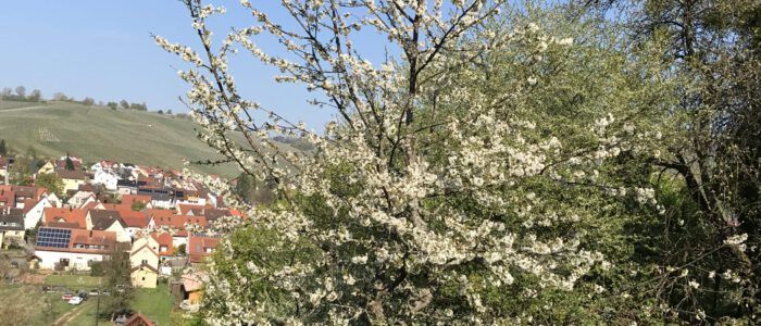 Streuobstwiese Weinstadt Streuobstwiese Weinstadt