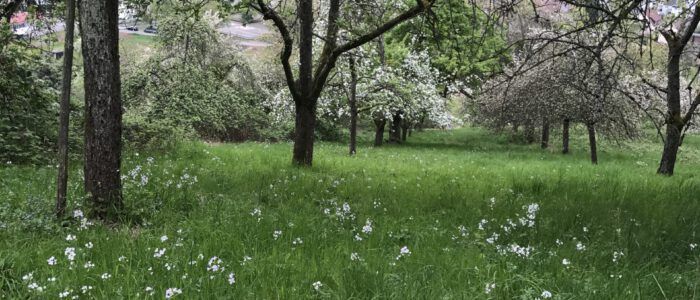 Streuobstwiese Weinstadt Streuobstwiese Weinstadt