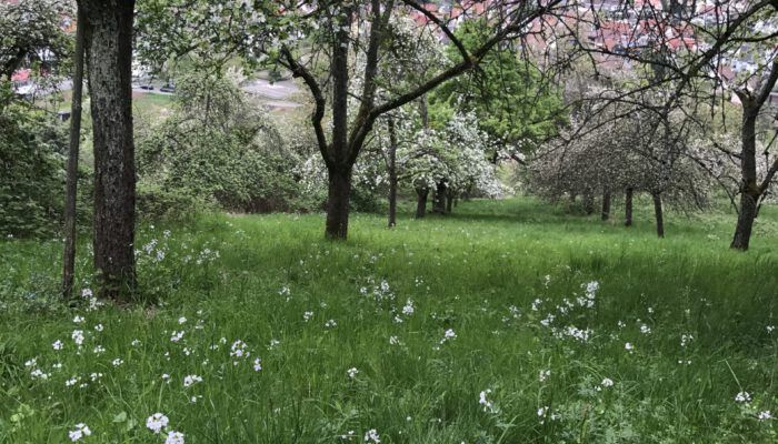 Streuobstwiese Weinstadt