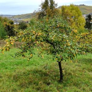 Obstbaum Patenschaft Weinstadt