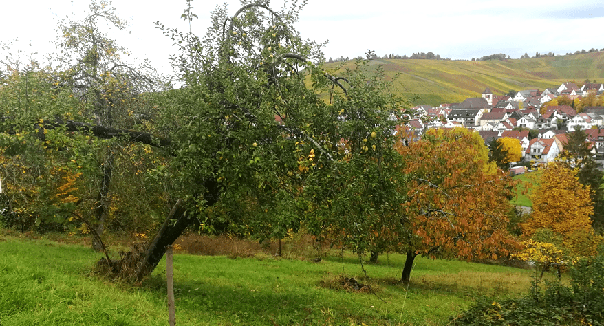 Streuobstwiese Weinstadt