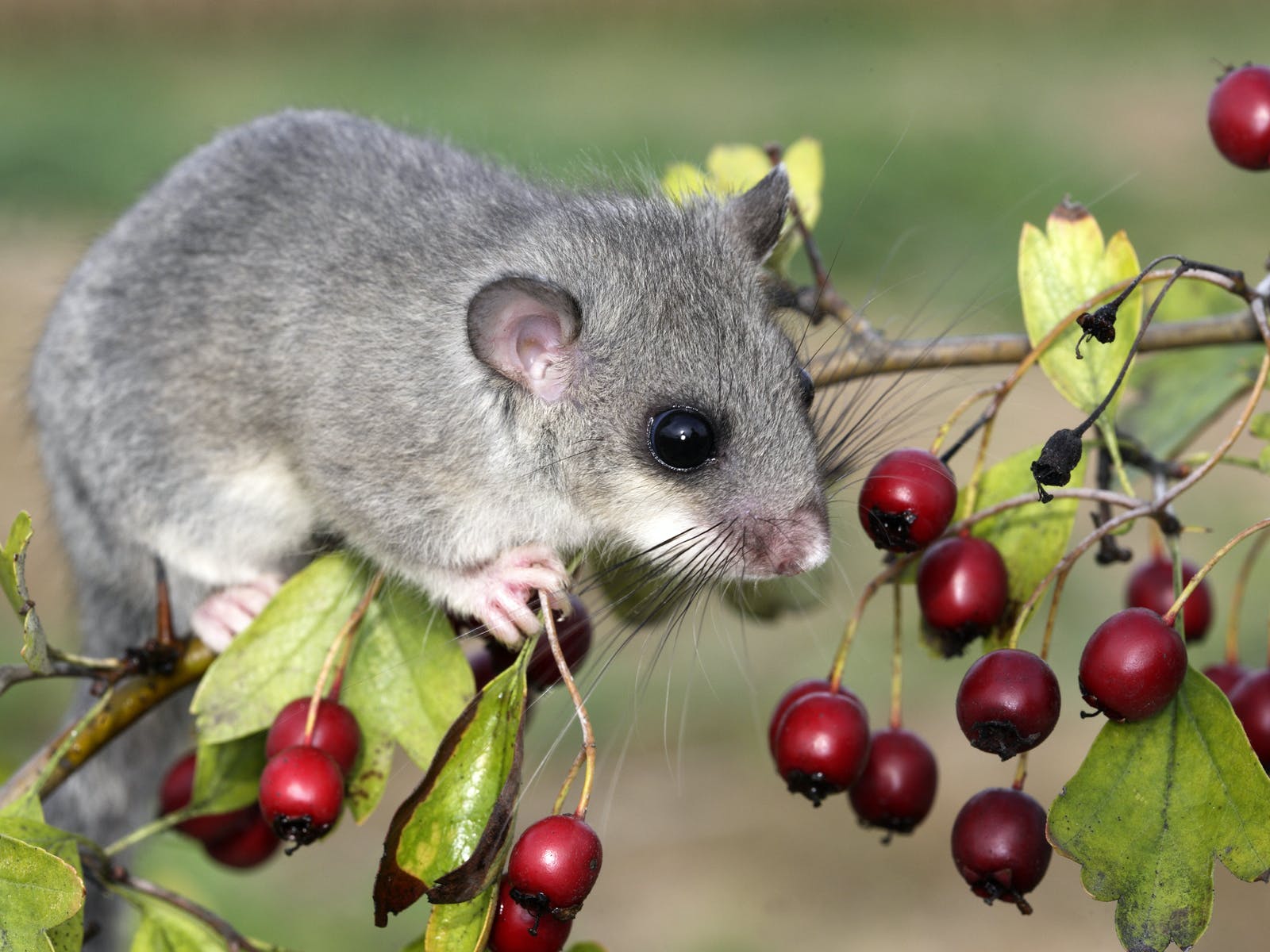 Welche Säugetiere leben auf einer Streuobstwiese?