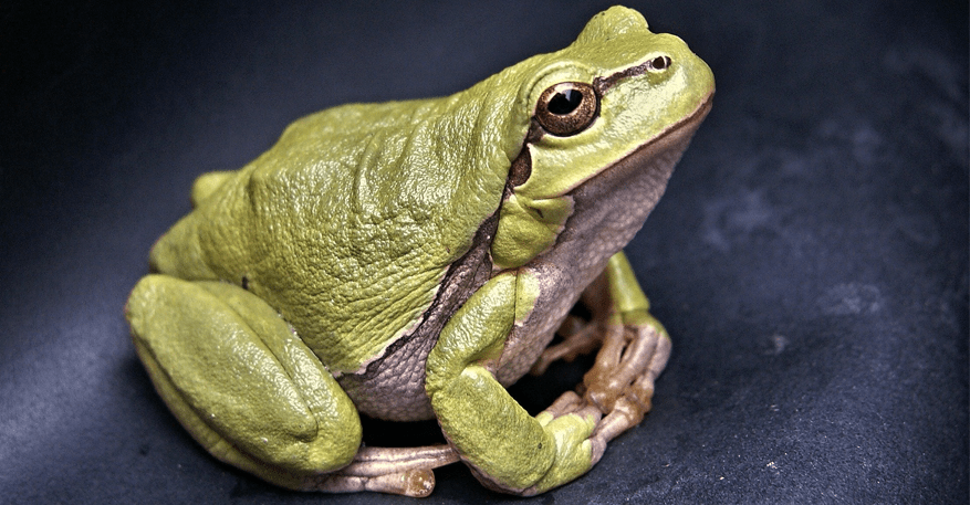 Blühpatenschaft Laubfrosch.