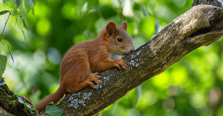 Setz Dich als Blühpate für Eichhörnchen ein