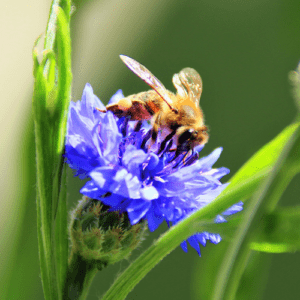 Zukunftswiese Lebenstraum