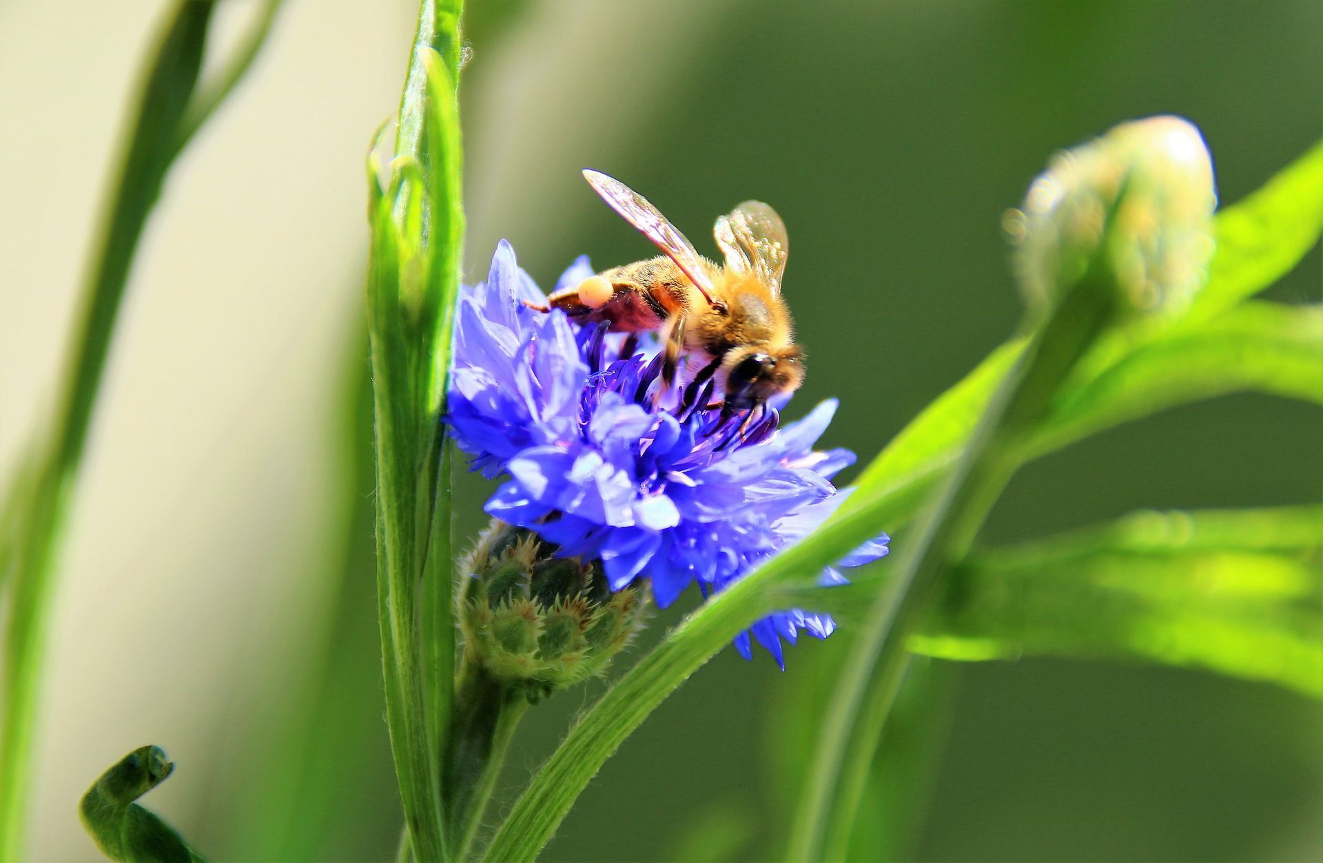Lebenstraum Bienenwiese