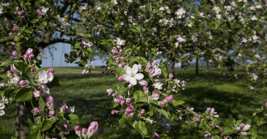 Streuobstwiese Zukunftswiese Lebenstraum