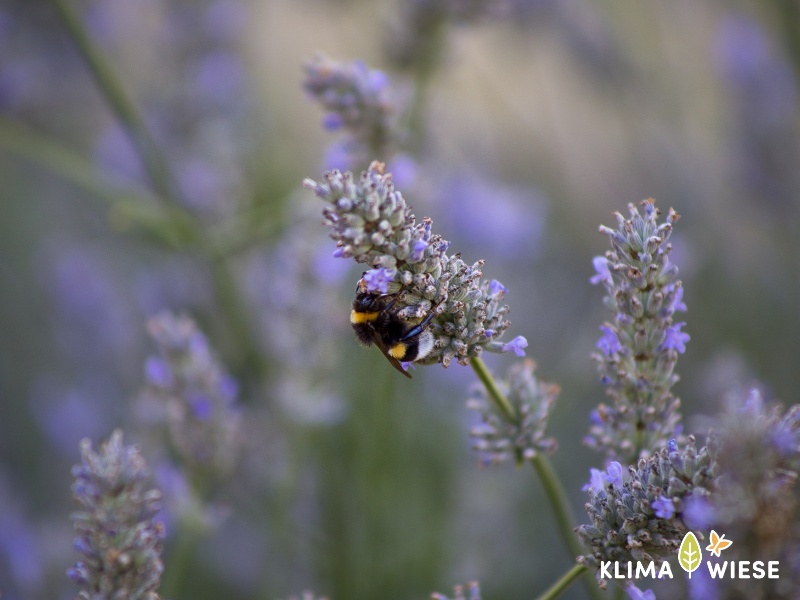 Bienenschutz mit Lavendel