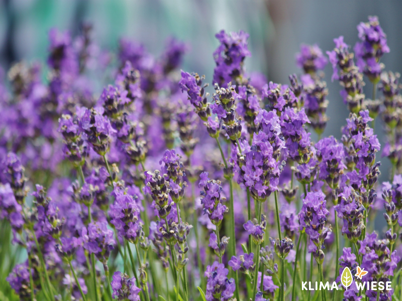 Lavendel im Garten