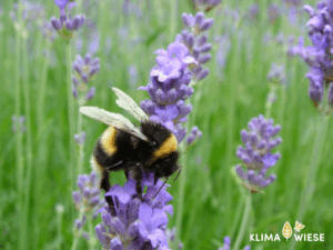 Lavendel im Garten für Bienen