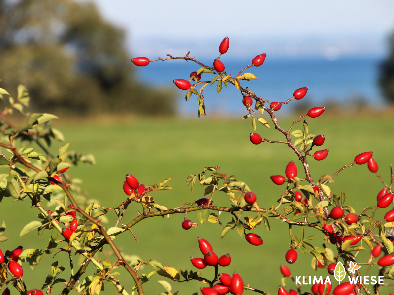 Hagebutte auf der Streuobstwiese