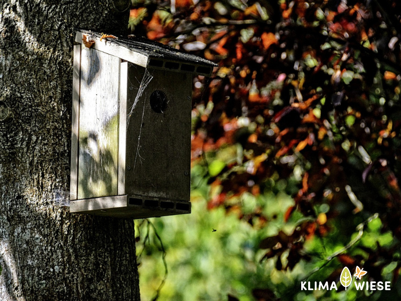 Nistkasten im Herbst reinigen