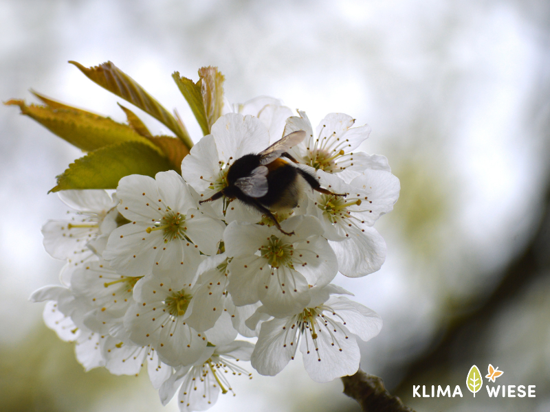 Hummel im Obstbaum