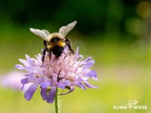 Hummeln auf der Streuobstwiese